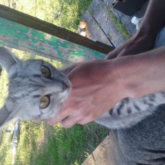 Кото Вася