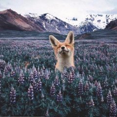 Лис