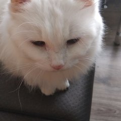 Н