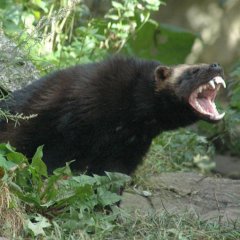Росомаха