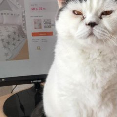Serious cat