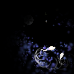 Sperm cell