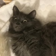 Удивлённый кот