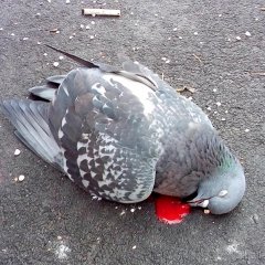 Юсилия сапунова