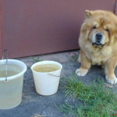 А вот так мы на даче по воду ходим