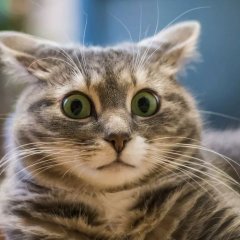 А