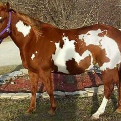 FireHorse