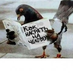ГОЛУБЬ