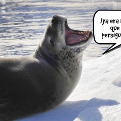 Japn reanuda la captura comercial de ballenas