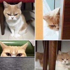 Кот обида