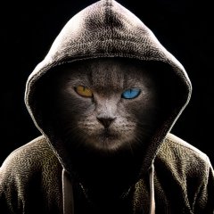 Кот в капешоне