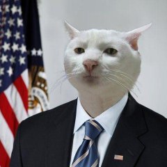 Кот