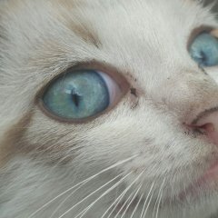 Кот