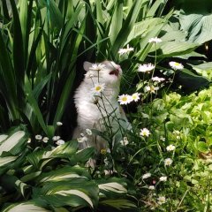 КОТ