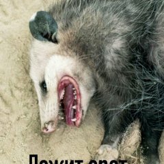 Лежит орет