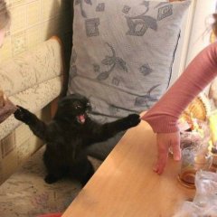Опасный кот