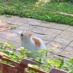 Сырник