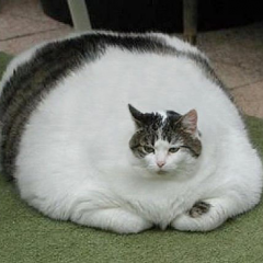 У