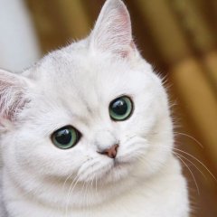В