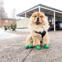 Как король