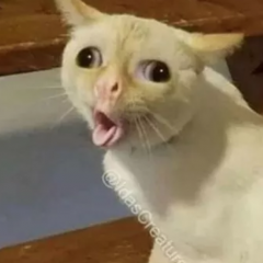 Кашляющий кот