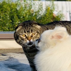 Кот и пес