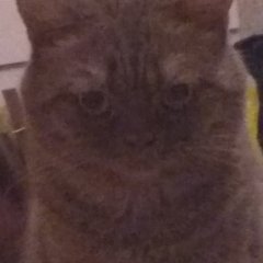 Кот