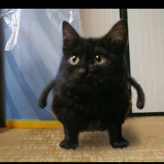 Котенок с руками