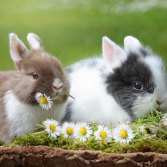 Лиза Кортюх Алина Кортюх кролики