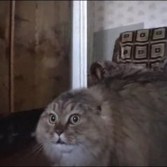 Nononononono cat