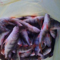 РЫБКИ