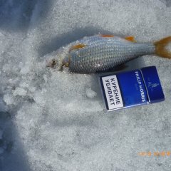 РЫБКИ