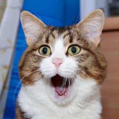 Шокированный кот