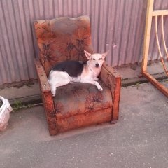 Собака