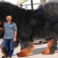 Тибетский мастиф