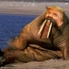 Трамп