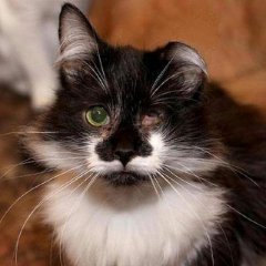 УРОДЛИВЫЙ КОТ