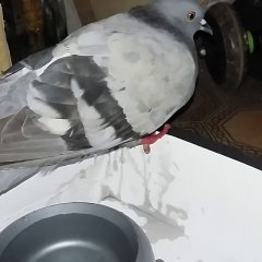 Бедного голубя чуть не проглотила кошка