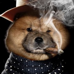 Chow Dog Smoking Cowboy - pictures