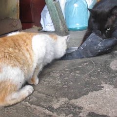 Кот ест голубя