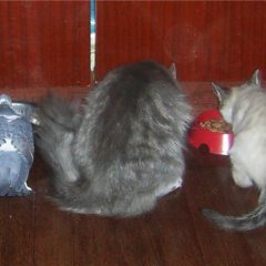 Кот и голубь