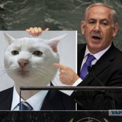 Кот матвея