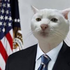 КОТ МАТВЕЯ