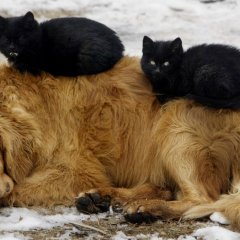 Кот на спине у собаки