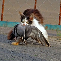 Кот поймал голубя