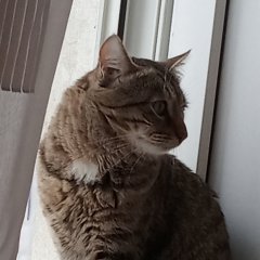 Кот Васька