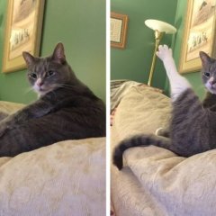 Кот ЗХига