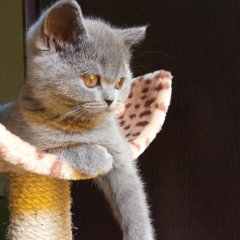 Котэ
