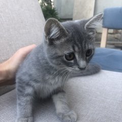 Котики