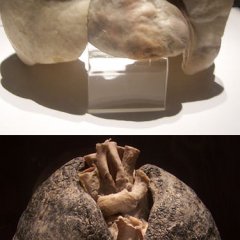 Легкое разное